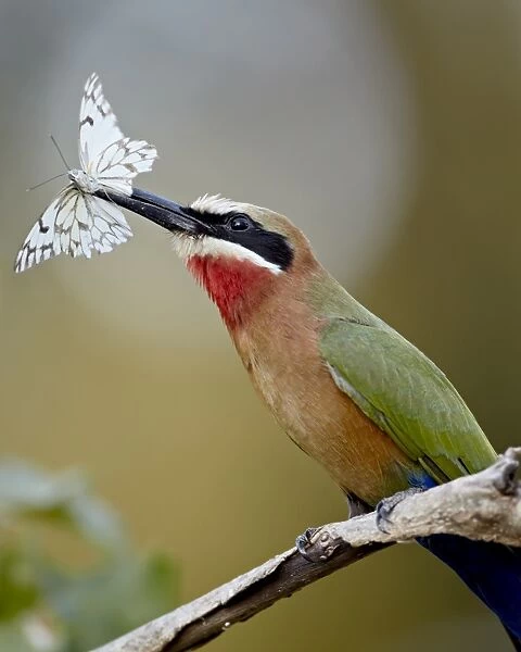 White-fronted bee-eater (Merops bullockoides) with a butterfly, Kruger National Park
