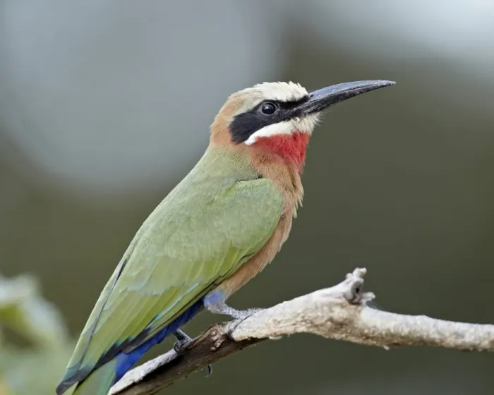 Framed Print : White-fronted bee-eater (Merops bullockoides), Kruger National Park, South Africa, Africa Framed Print : White-fronted bee-eater (Merops bullockoides), Kruger National Park, South Africa, Africa