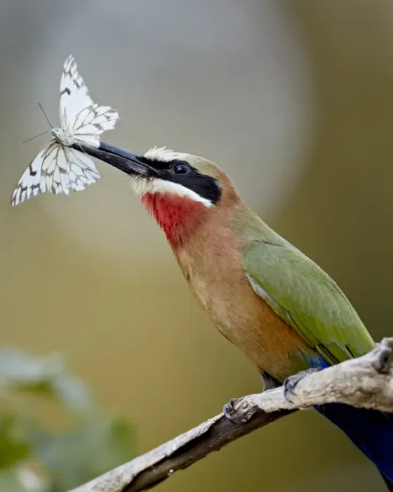 Framed Print : White-fronted bee-eater (Merops bullockoides) with a butterfly, Kruger National Park