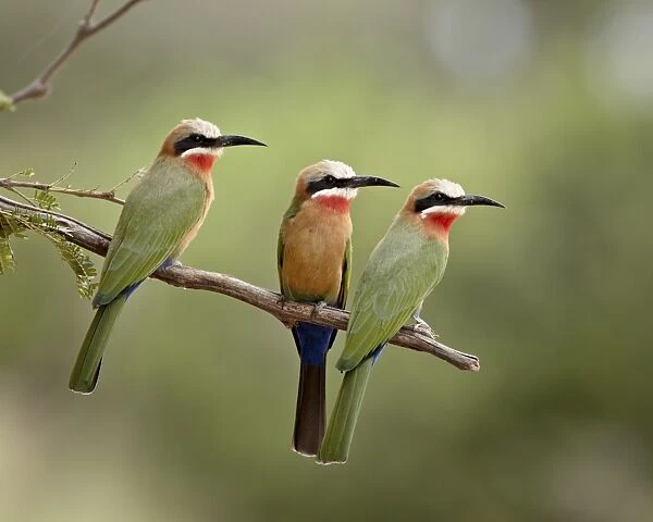 Three white-fronted bee-eaters (Merops bullockoides), Kruger National Park