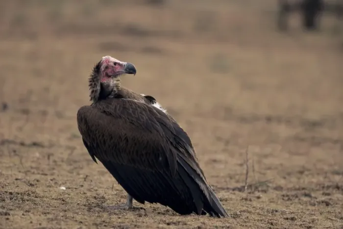 Framed Print : White-headed vulture Framed Print : White-headed vulture