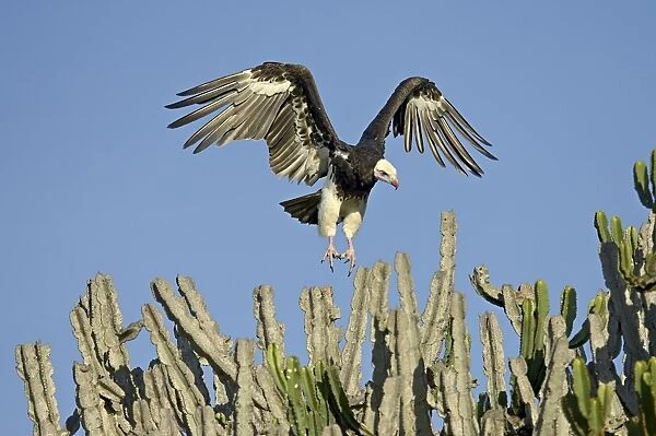 White-headed vulture (Trigonoceps occipitalis) making a short flight