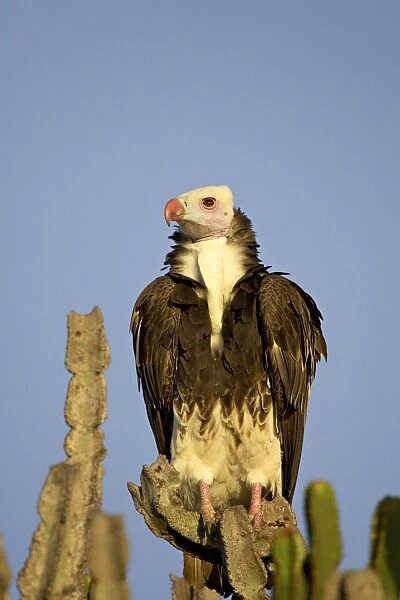 White-headed vulture (Trigonoceps occipitalis), Masai Mara National Reserve