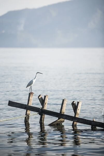 White heron, Lake Toba (Danau Toba), North Sumatra, Indonesia, Southeast Asia, Asia