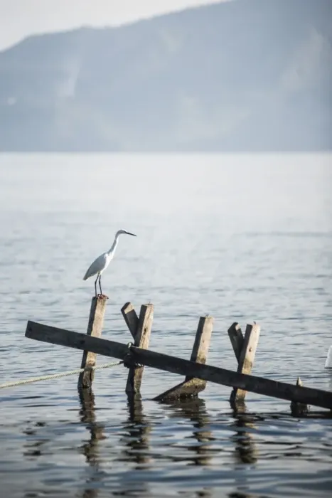 Framed Print : White heron, Lake Toba (Danau Toba), North Sumatra, Indonesia, Southeast Asia, Asia Framed Print : White heron, Lake Toba (Danau Toba), North Sumatra, Indonesia, Southeast Asia, Asia