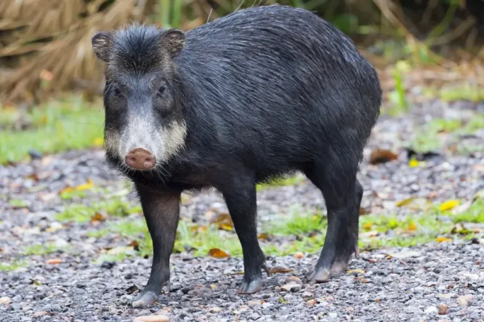 Framed Print : White-lipped peccary (Tayassu pecari), Mato Grosso do Sul, Brazil, South America Framed Print : White-lipped peccary (Tayassu pecari), Mato Grosso do Sul, Brazil, South America