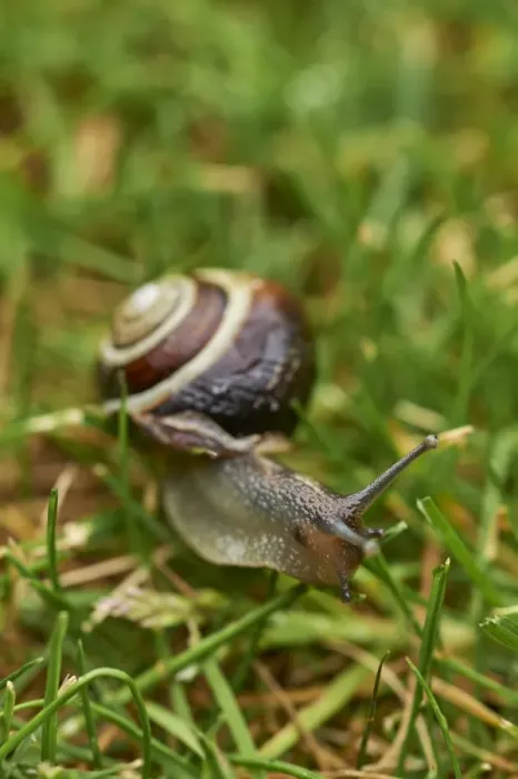 Framed Print : A white-lipped snail on grass in a garden in Oxfordshire, England, United Kingdom, Europe Framed Print : A white-lipped snail on grass in a garden in Oxfordshire, England, United Kingdom, Europe