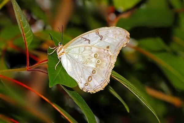 White Morpho (Morpho polyphemus), a white butterfly of Mexico and Central America, ranging as far south as Costa Rica, Central America