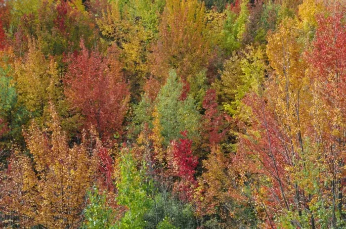 Framed Print : White Mountains Natioinal Forest in fall Framed Print : White Mountains Natioinal Forest in fall