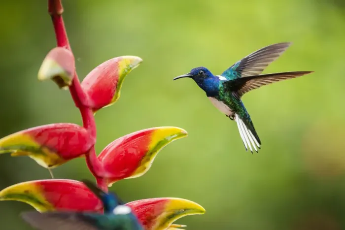 Framed Print : White-necked Jacobin (Florisuga mellivora) (Collared Hummingbird), Boca Tapada, Alajuela Framed Print : White-necked Jacobin (Florisuga mellivora) (Collared Hummingbird), Boca Tapada, Alajuela