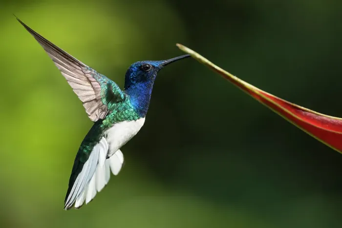 Framed Print : White-necked Jacobin Male Hummingbird, Lowland rainforest, Sarapiqui, Costa Rica, Central America Framed Print : White-necked Jacobin Male Hummingbird, Lowland rainforest, Sarapiqui, Costa Rica, Central America
