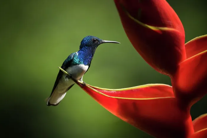 Framed Print : White-necked Jacobin Male Hummingbird, Lowland rainforest, Sarapiqui, Costa Rica, Central America Framed Print : White-necked Jacobin Male Hummingbird, Lowland rainforest, Sarapiqui, Costa Rica, Central America