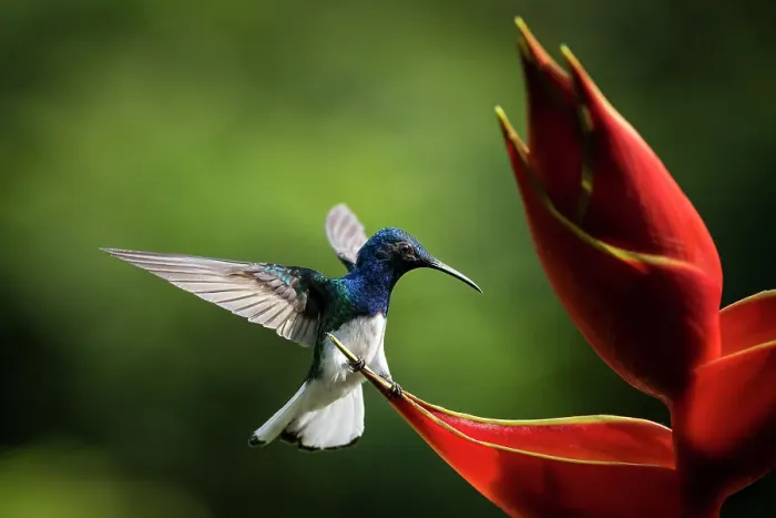 Framed Print : White-necked Jacobin Male Hummingbird, Lowland rainforest, Sarapiqui, Costa Rica, Central America Framed Print : White-necked Jacobin Male Hummingbird, Lowland rainforest, Sarapiqui, Costa Rica, Central America