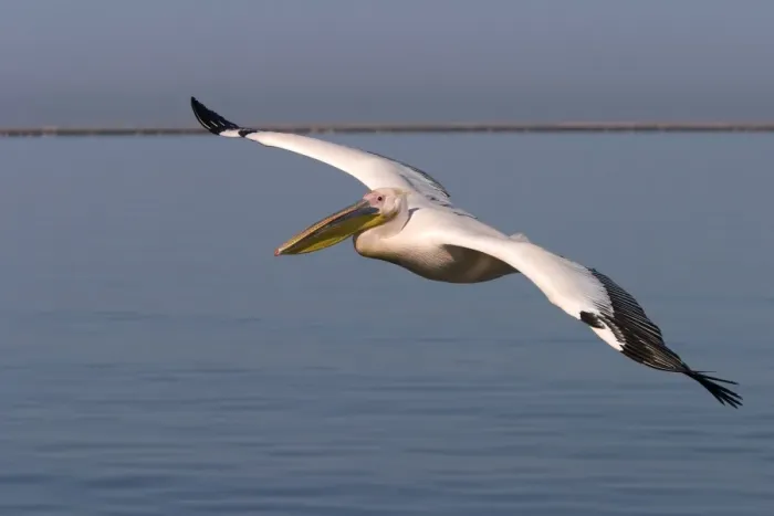 Framed Print : White pelican Framed Print : White pelican