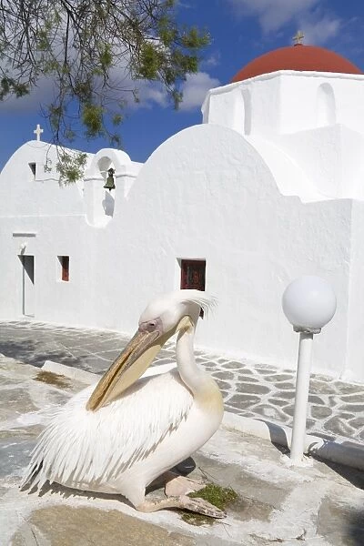 White pelican in Mykonos Town, Island of Mykonos, Cyclades, Greek Islands, Greece, Europe