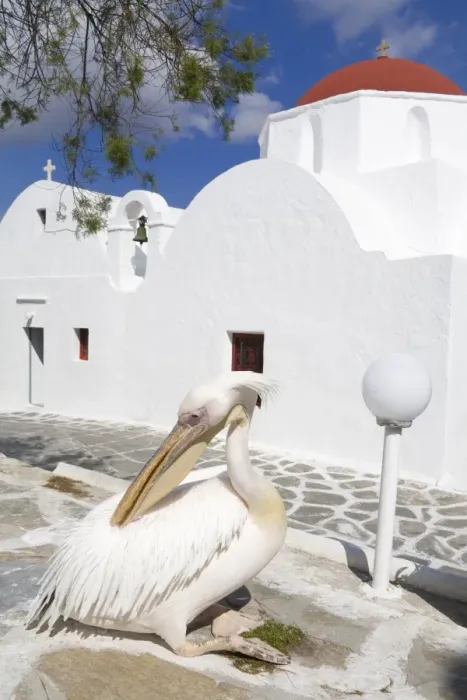Framed Print : White pelican in Mykonos Town, Island of Mykonos, Cyclades, Greek Islands, Greece, Europe Framed Print : White pelican in Mykonos Town, Island of Mykonos, Cyclades, Greek Islands, Greece, Europe
