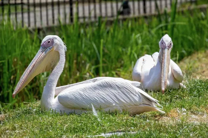 Framed Print : Two white pelicans resting on green grass with a fence in the background at London Zoo, London, England, United Kingdom, Europe Framed Print : Two white pelicans resting on green grass with a fence in the background at London Zoo, London, England, United Kingdom, Europe