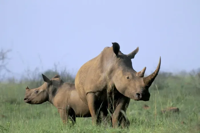 Framed Print : White rhino (Ceratherium simum) with calf Framed Print : White rhino (Ceratherium simum) with calf