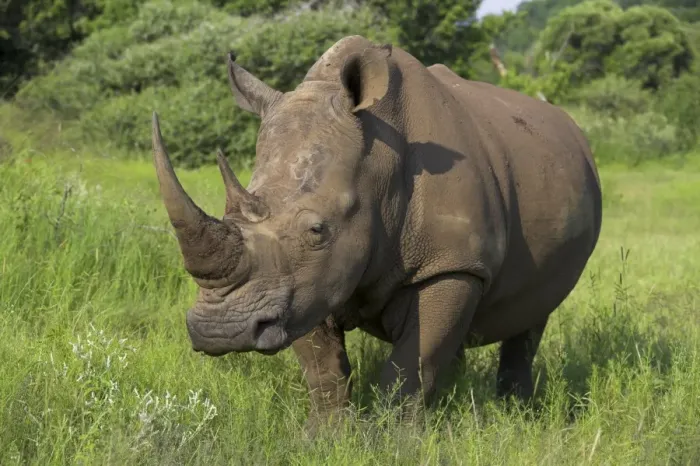 Framed Print : White rhino (Ceratotherium simum) Framed Print : White rhino (Ceratotherium simum)