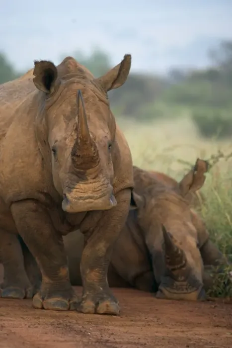 Framed Print : White rhino (Ceratotherium simum) Framed Print : White rhino (Ceratotherium simum)