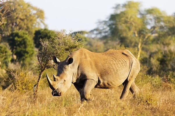 White rhino (Ceratotherium simum), Kruger National Park, South Africa, Africa