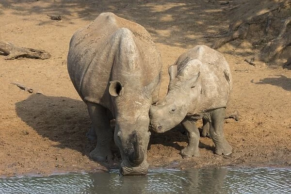 White rhino (Ceratotherium simum) with calf, Kumasinga water hole, Mkhuze game reserve