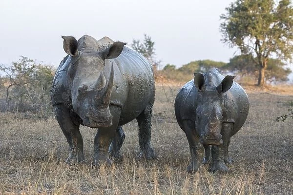 White rhino (Ceratotherium simum) with calf, Hluhluwe-iMfolozi game reserve, KwaZulu-Natal