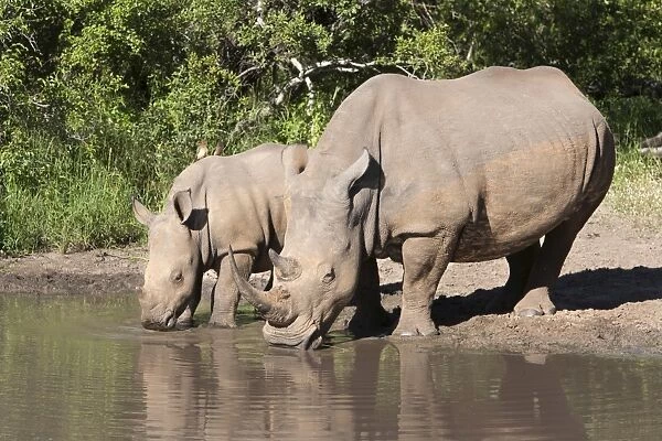 White rhino (Ceratotherium simum), with calf, Makalali Game Reserve, South Africa, Africa