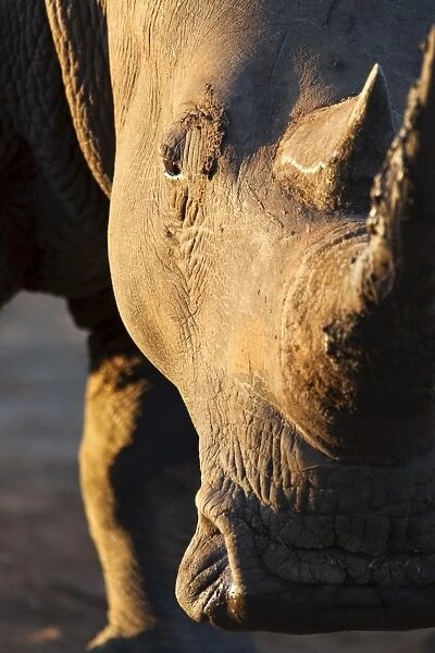 White rhino (Ceratotherium simum), close up with eye, Hlane Royal National Park game reserve