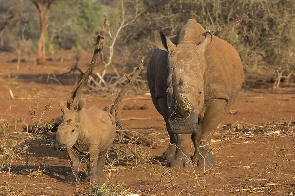 White rhino (Ceratotherium simum) cow with calf, Zimanga private game reserve, KwaZulu-Natal