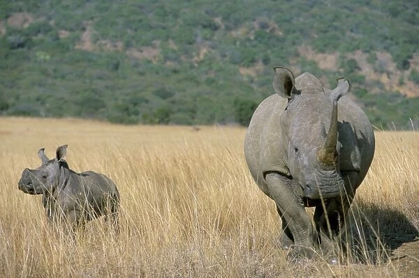 White rhino (Ceratotherium simum) mother and calf