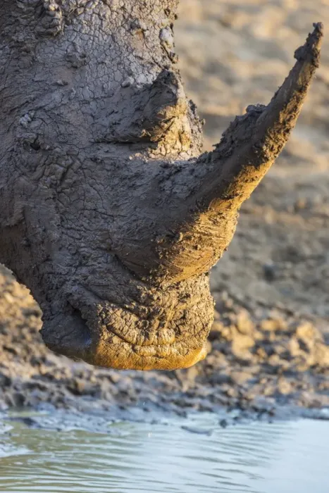 Framed Print : White rhino (Ceratotherium simum) with muddy face, Mkhuze game reserve, KwaZulu-Natal Framed Print : White rhino (Ceratotherium simum) with muddy face, Mkhuze game reserve, KwaZulu-Natal