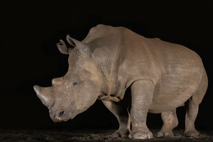 Framed Print : White rhino (Ceratotherium simum) at night, Zimanga private game reserve, KwaZulu-Natal Framed Print : White rhino (Ceratotherium simum) at night, Zimanga private game reserve, KwaZulu-Natal