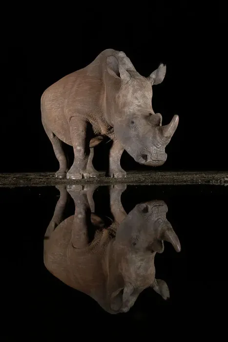 Framed Print : White rhino (Ceratotherium simum) at night, Zimanga Game Reserve, KwaZulu-Natal, South Africa, Africa Framed Print : White rhino (Ceratotherium simum) at night, Zimanga Game Reserve, KwaZulu-Natal, South Africa, Africa