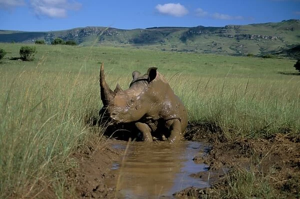 White rhino (Rhinoceros simum) cooling off
