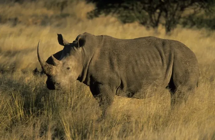 Framed Print : White rhinoceros Framed Print : White rhinoceros