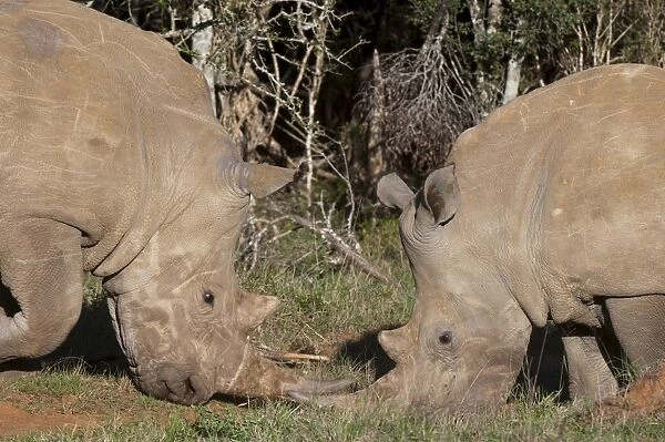 White rhinoceros (Caratotherium simum), Kariega Game Reserve, South Africa, Africa
