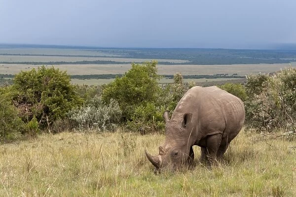 White rhinoceros (Ceratoterium simium), Masai Mara, Kenya, East Africa, Africa