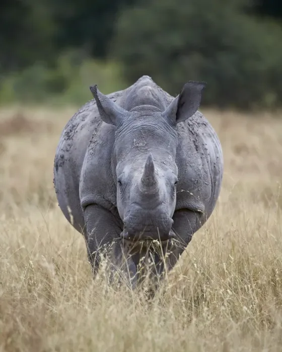 Framed Print : White rhinoceros (Ceratotherium simum), Kruger National Park, South Africa, Africa Framed Print : White rhinoceros (Ceratotherium simum), Kruger National Park, South Africa, Africa