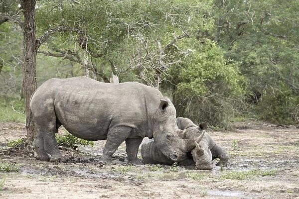 Two white rhinoceros (Ceratotherium simum) rubbing noses