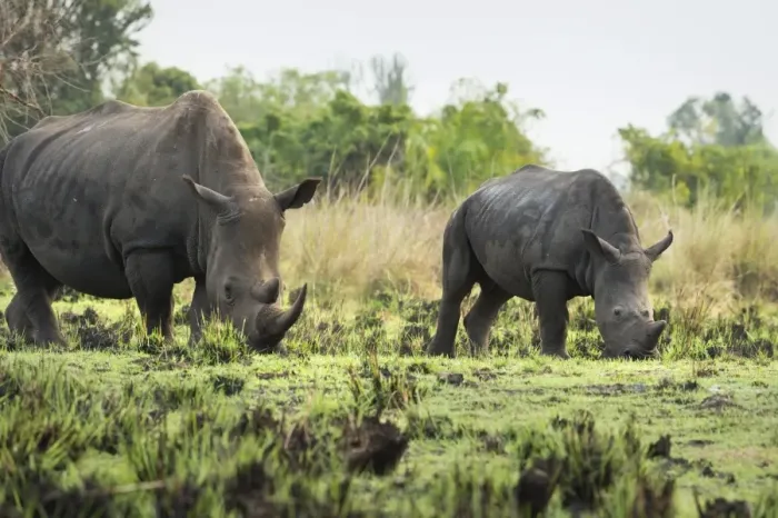 Framed Print : White Rhinoceros (Ceratotherium simum), Uganda, Africa Framed Print : White Rhinoceros (Ceratotherium simum), Uganda, Africa