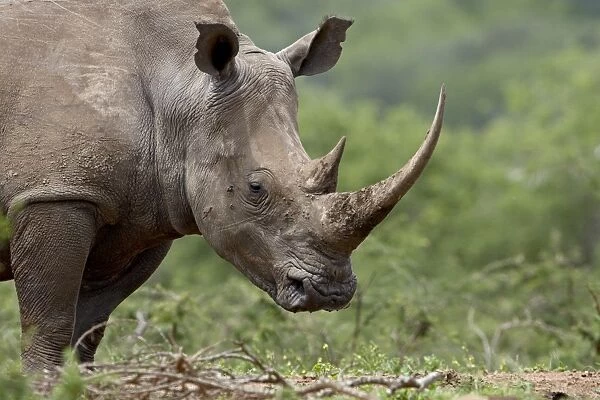 White rhinoceros (Ceratotherium simum), Imfolozi Game Reserve, South Africa, Africa