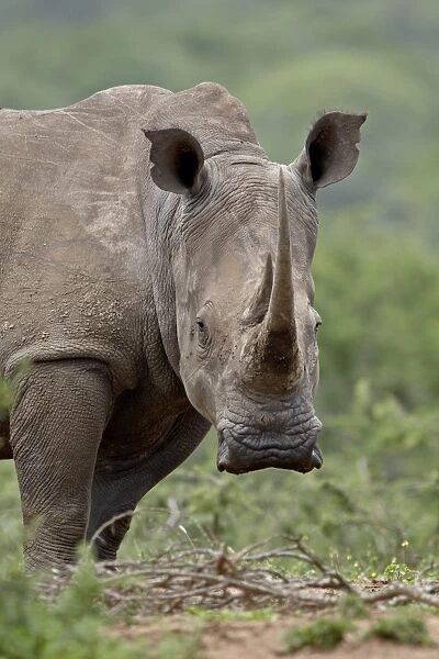 White Rhinoceros (Ceratotherium simum), Hluhluwe Game Reserve, South Africa, Africa