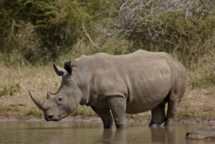 Framed Print : White rhinoceros (Ceratotherium simum), Kruger National Park, South Africa, Africa Framed Print : White rhinoceros (Ceratotherium simum), Kruger National Park, South Africa, Africa