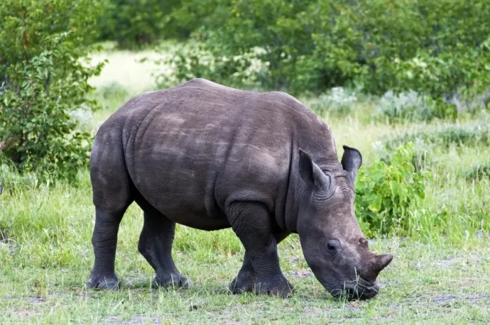 Framed Print : White rhinoceros (Ceratotherium simum), Namibia, Africa