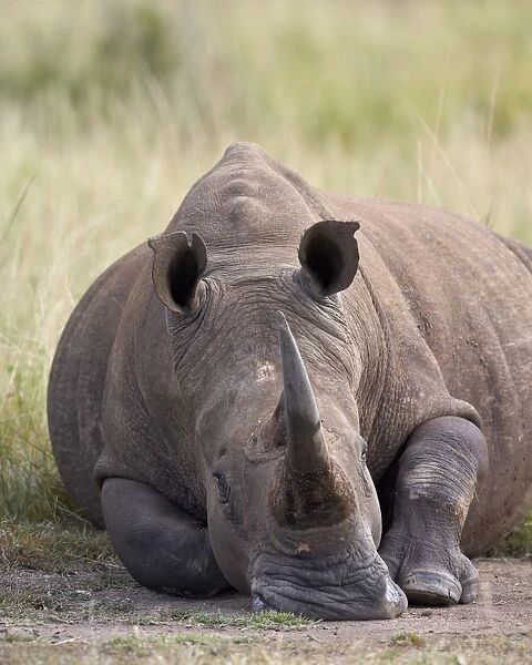 White rhinoceros (Ceratotherium simum), Hluhluwe Game Reserve, South Africa, Africa