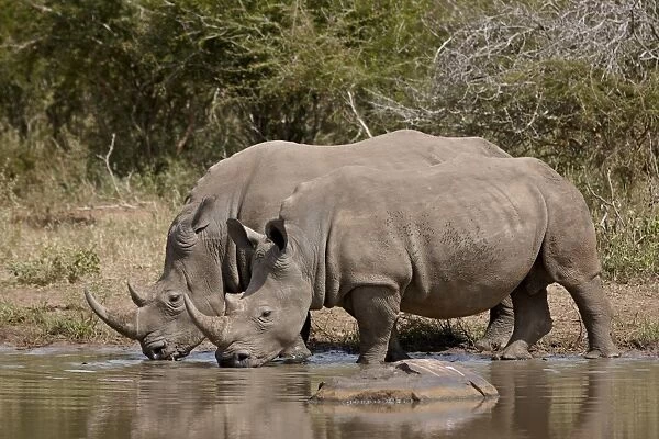 Two white rhinoceros (Ceratotherium simum) drinking, Kruger National Park