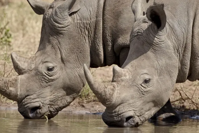 Framed Print : Two white rhinoceros (Ceratotherium simum) drinking, Kruger National Park Framed Print : Two white rhinoceros (Ceratotherium simum) drinking, Kruger National Park