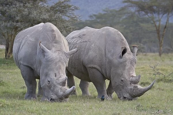 Two white rhinoceros (Ceratotherium simum) feeding, Lake Nakuru National Park
