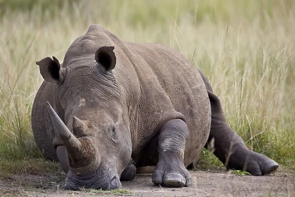 White rhinoceros (Ceratotherium simum) napping, Hluhluwe Game Reserve, South Africa, Africa